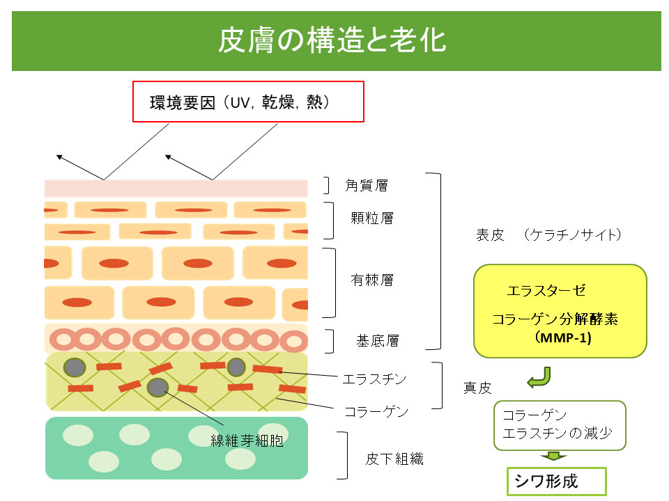 皮膚の構造と老化の図解。表皮（角質層・顆粒層・有棘層・基底層）と真皮（エラスチン・コラーゲン）、皮下組織（線維芽細胞）の各層を示し、UV・乾燥・熱などの環境要因がエラスターゼとコラーゲン分解酵素（MMP-1）を活性化させ、コラーゲン・エラスチンの減少を経てシワが形成される過程を説明した図