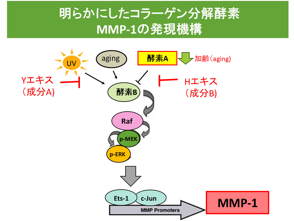 コラーゲン分解酵素MMP-1の発現機構図。UVや加齢により酵素A・Bが活性化し、Raf→p-MEK→p-ERKのシグナル伝達経路を経て、Ets-1とc-Junを介してMMP-1が産生される過程と、Yエキス（成分A）とHエキス（成分B）による抑制ポイントを示した図
