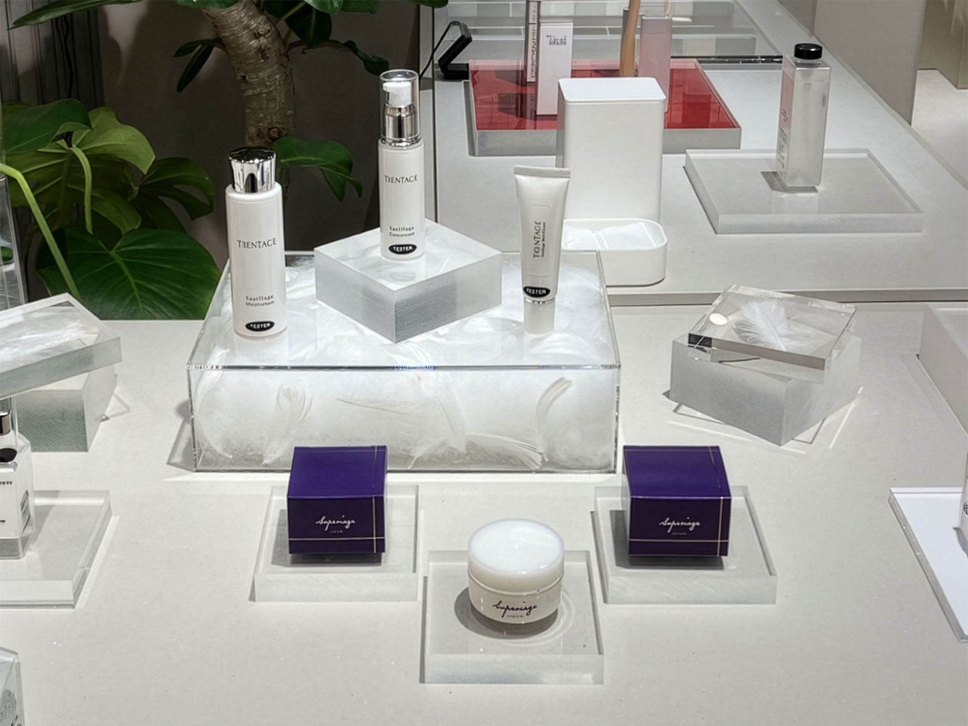 明日見世にて展示のスペリアージュとトランタージュ